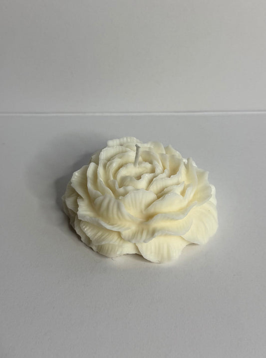 Rose éternelle